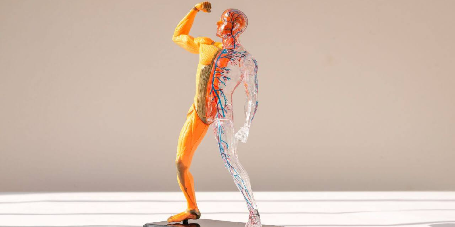 A figurine of the human body