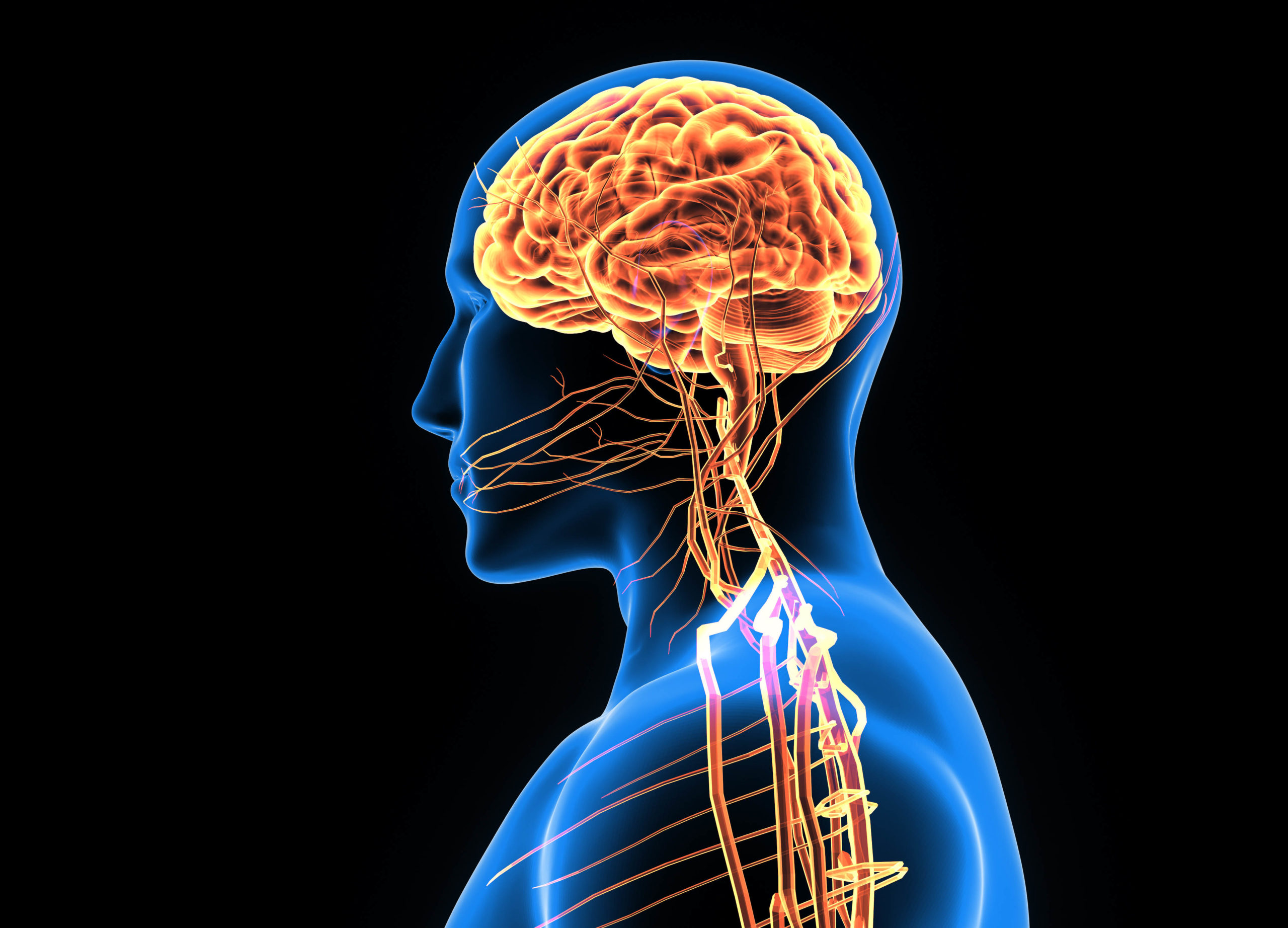 3d illustration of the human brain