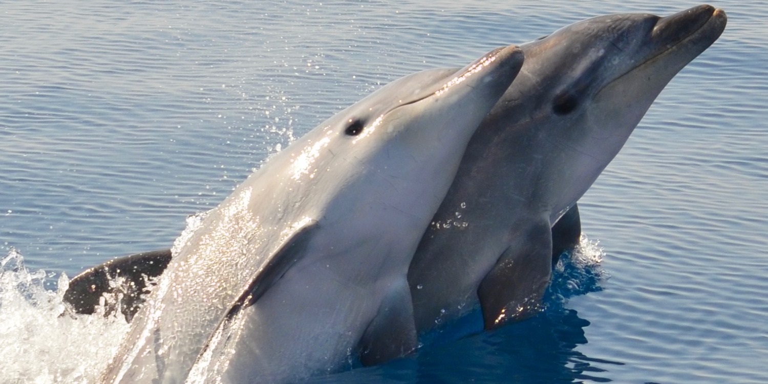 Bottlenose Dolphins