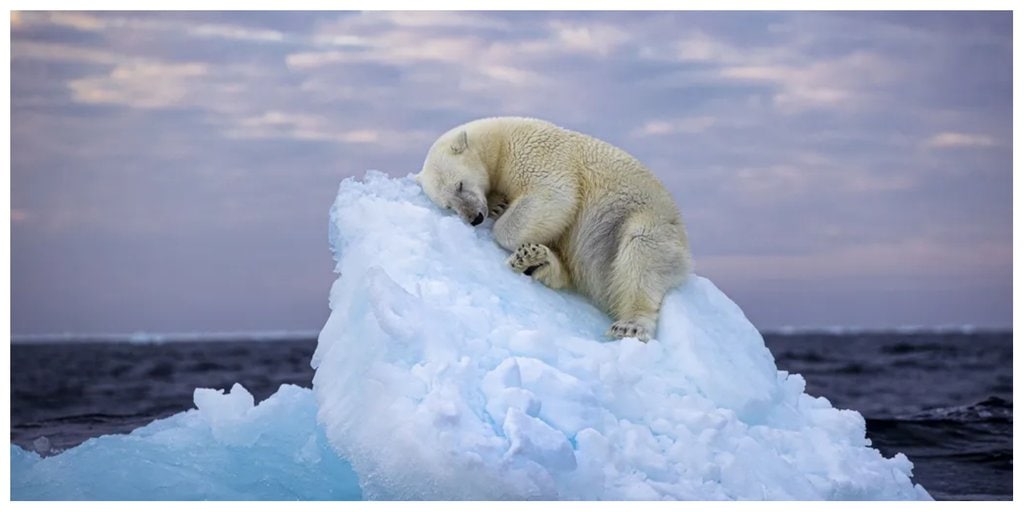 Heartbreaking Photo Shows Polar Bear Sleeping on Small Iceberg Adrift in Arctic Sea