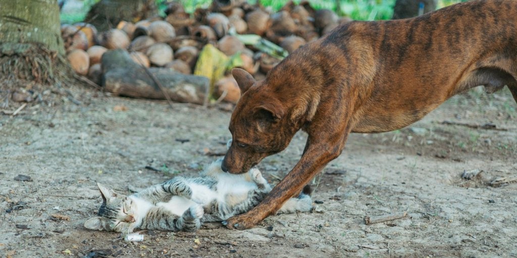 Understanding the True Nature of Cats and Dogs